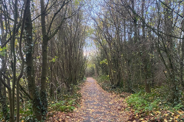 A peaceful forest path leading through trees with autumn leaves on the ground